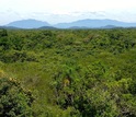 Photo of rainforest at Rio Cachoiera Nature Reserve in Brazil.